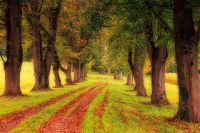 Progetto &quot;Piantiamo un albero nel nostro giardino&quot;